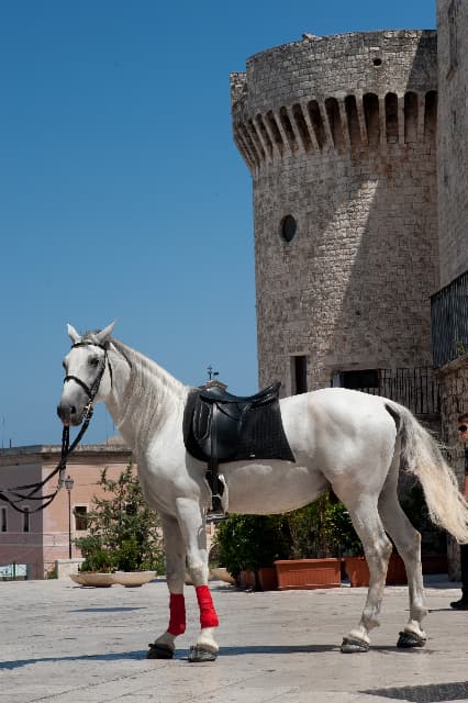 I cavalli della famiglia Minunni nella campagna di Conversano