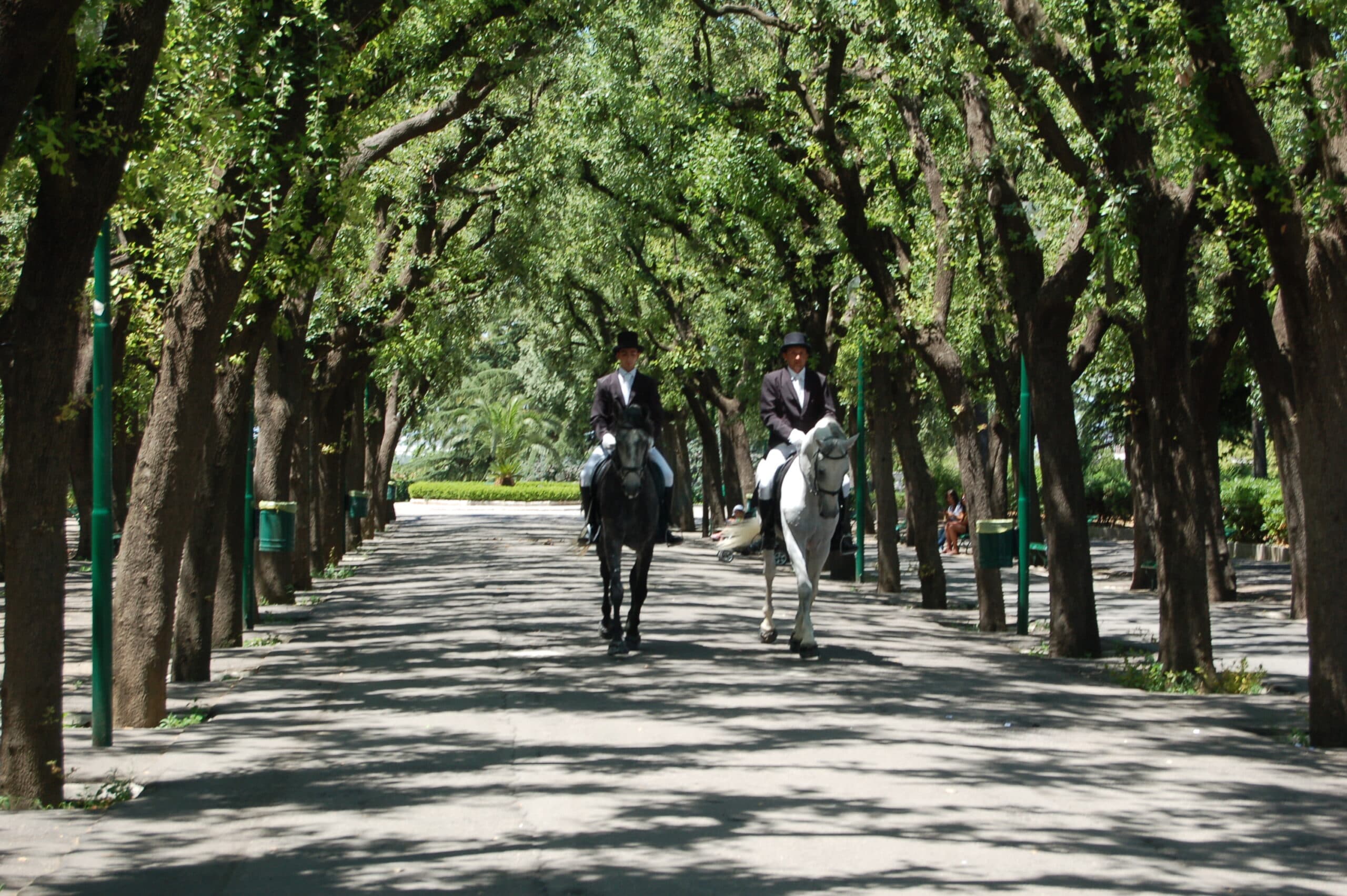 Cavalli lungo un viale alberato